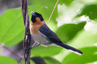 Spectacled Monarch