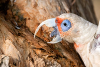 Long-billed Corella