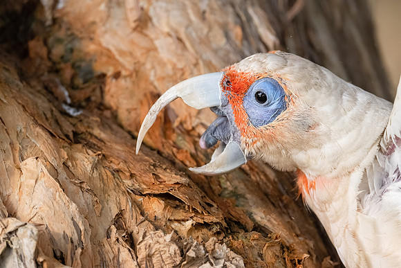 Long-billed Corella