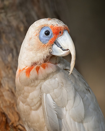Long-billed Corella