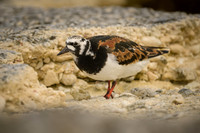 Ruddy Turnstone