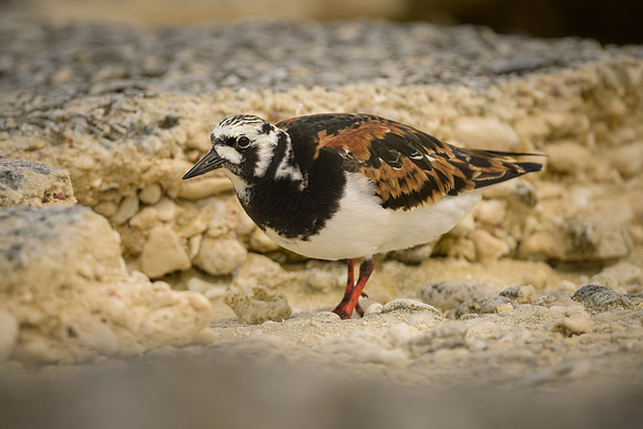Ruddy Turnstone