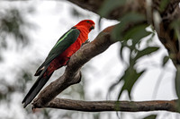 Australian King-Parrot