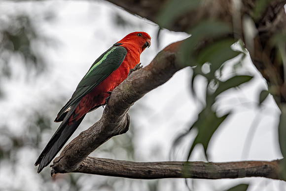 Australian King-Parrot