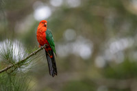 Australian King Parrot