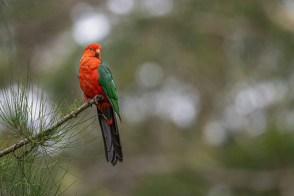 Australian King Parrot