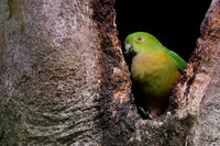 Australian King-parrot