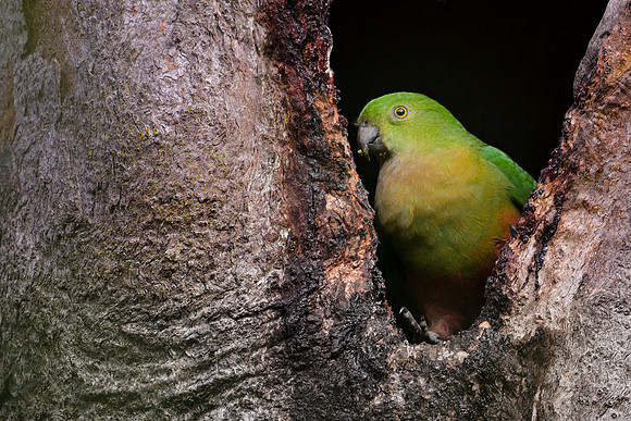 Australian King-parrot