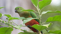 Australian King-parrot