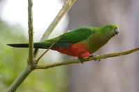 Australian King-parrot