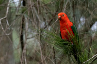 Australian King Parrot