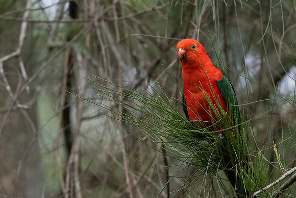 Australian King Parrot