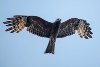 Square-tailed Kite
