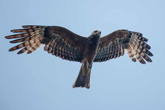 Square-tailed Kite