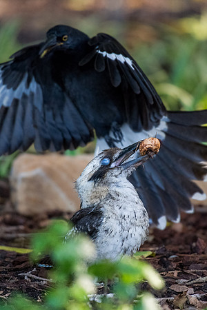 Laughing Kookaburra