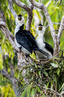 Little Pied Cormorant