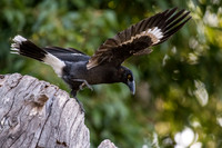 Pied Currawong