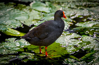 Dusky Moorhen
