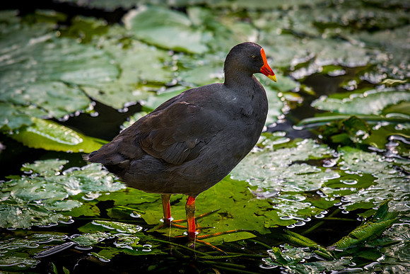 Dusky Moorhen