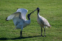 Australian White Ibis