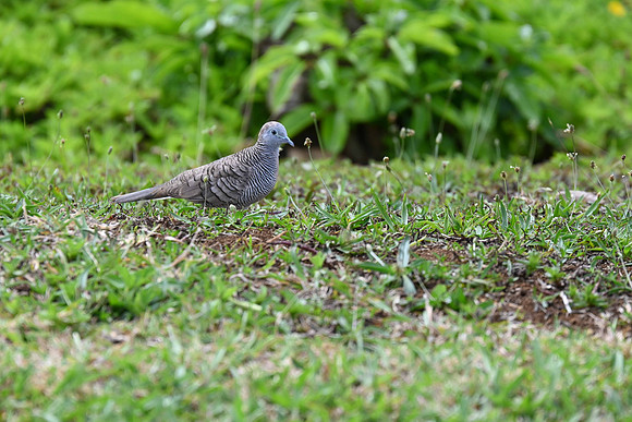 Zebra Dove