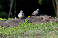 Zebra Dove