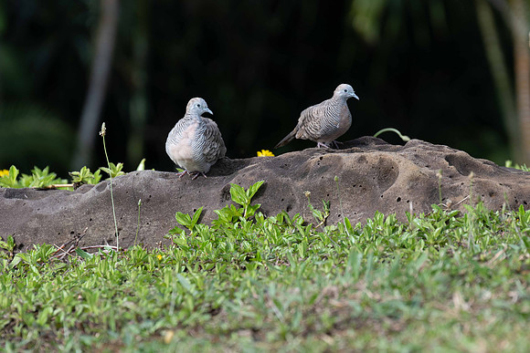 Zebra Dove