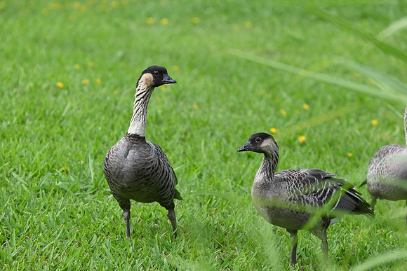 Hawaiian Goose