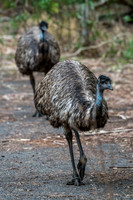 Emu