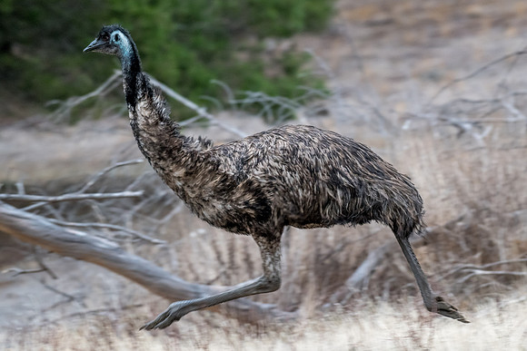 Emu