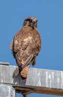 Brown Falcon