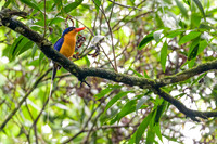 Buff-breasted Paradise Kingfisher