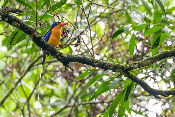 Buff-breasted Paradise Kingfisher