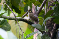 Yellow-spotted Honeyeater