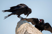 Australian Raven