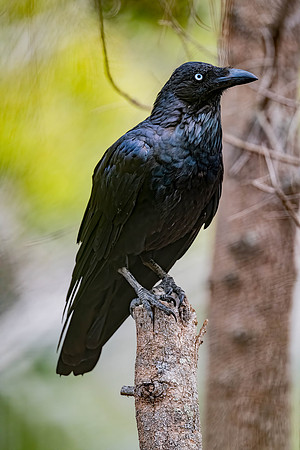 Australian Raven