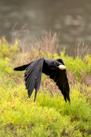 Australian Raven