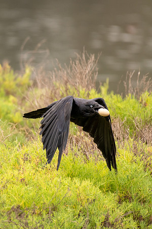 Australian Raven