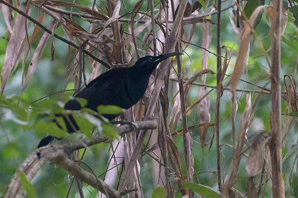 Magnificent Riflebird