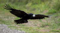 Australian Raven