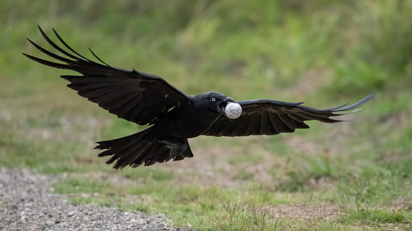 Australian Raven