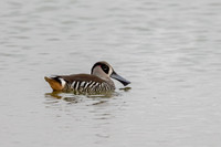 Pink-eared Duck