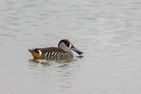 Pink-eared Duck