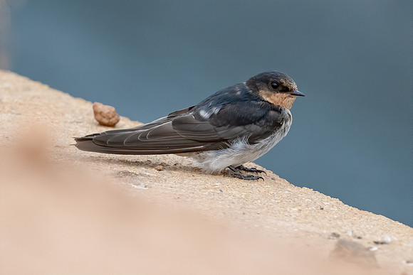 Welcome Swallow