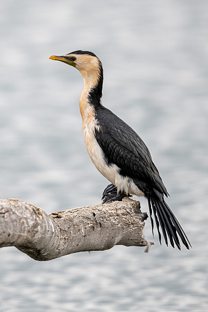 Little Pied Cormorant