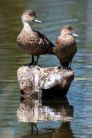 Grey Teal