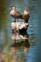Grey Teal