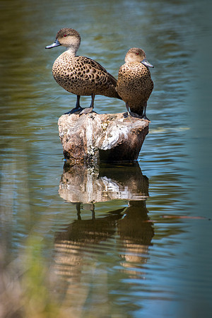Grey Teal