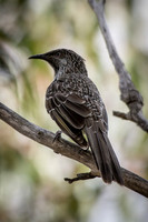 Little Wattlebird