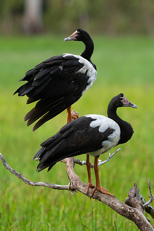 Magpie Goose